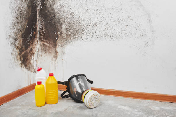 Certified Mold Removal in Ambridge, PA