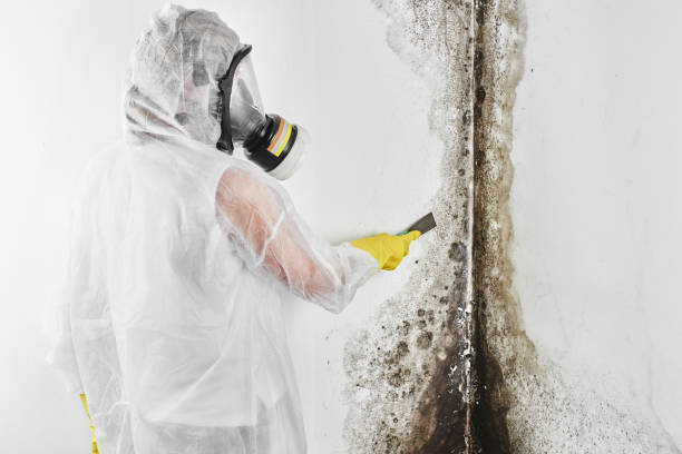 Best Fast Mold Removal  in Ambridge, PA