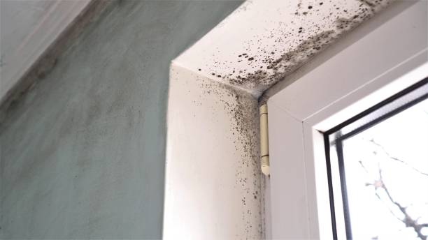 Mold Removal Process in Ambridge, PA