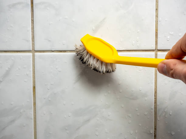 Best Mold Removal Company Near Me  in Ambridge, PA