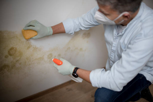 Best Certified Mold Removal  in Ambridge, PA
