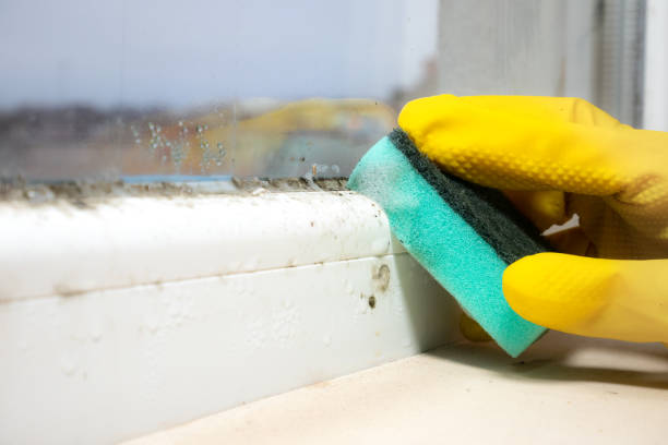 Home Mold Removal in Ambridge, PA