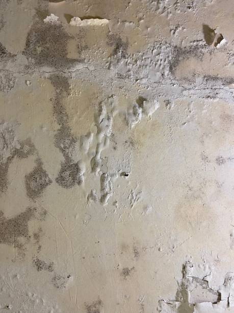 Best Mold Cleaning Services  in Ambridge, PA
