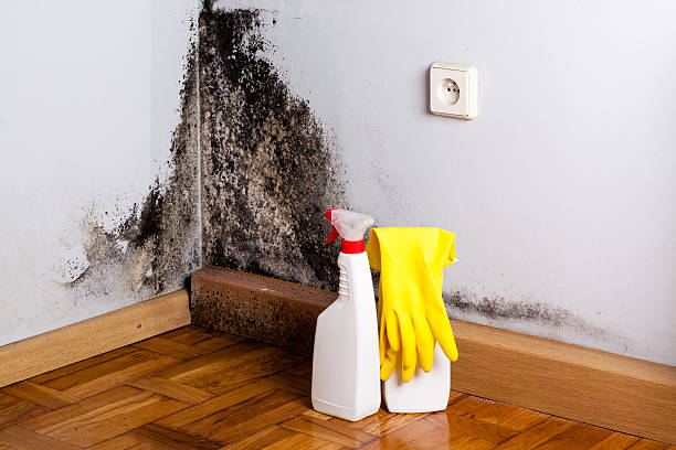 Best Residential Mold Removal  in Ambridge, PA