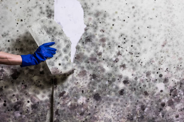 Best Mold Remediation  in Ambridge, PA