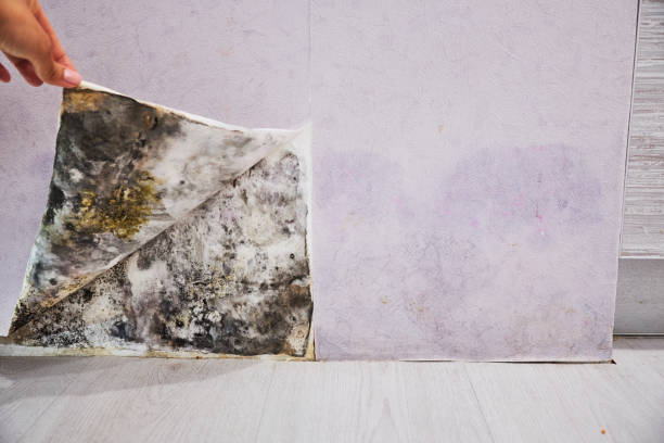 Best Best Mold Removal Companies  in Ambridge, PA